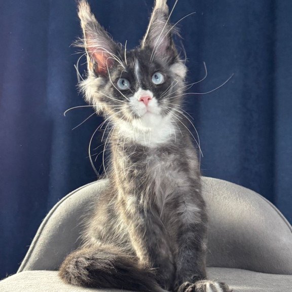 Maine Coon NOV Uglier