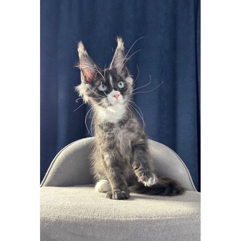 Maine Coon NOV Uglier