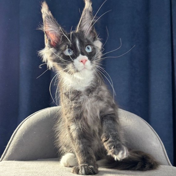 Maine Coon NOV Uglier