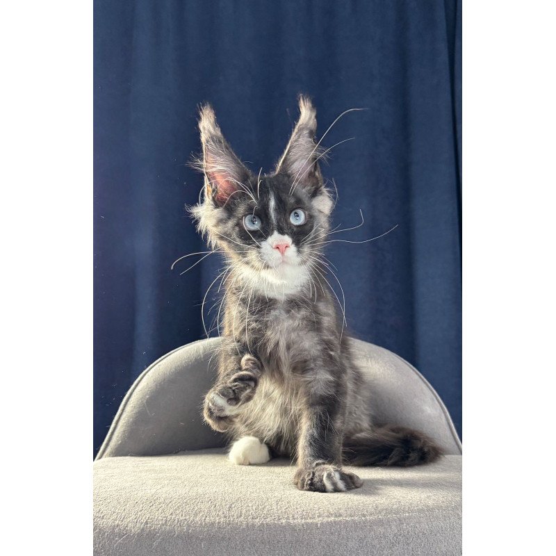 Maine Coon NOV Uglier