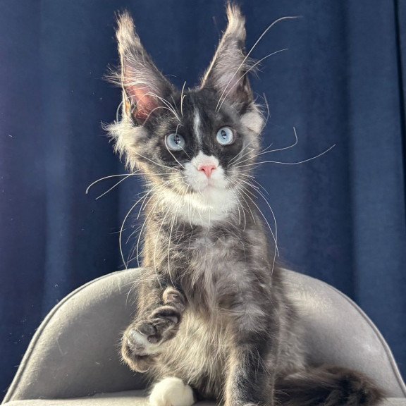 Maine Coon NOV Uglier