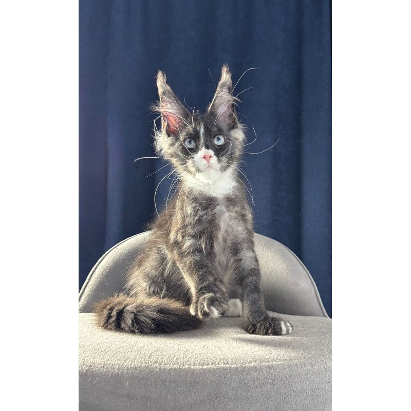 Maine Coon NOV Uglier