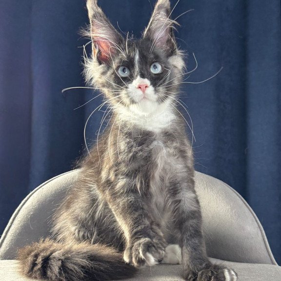 Maine Coon NOV Uglier