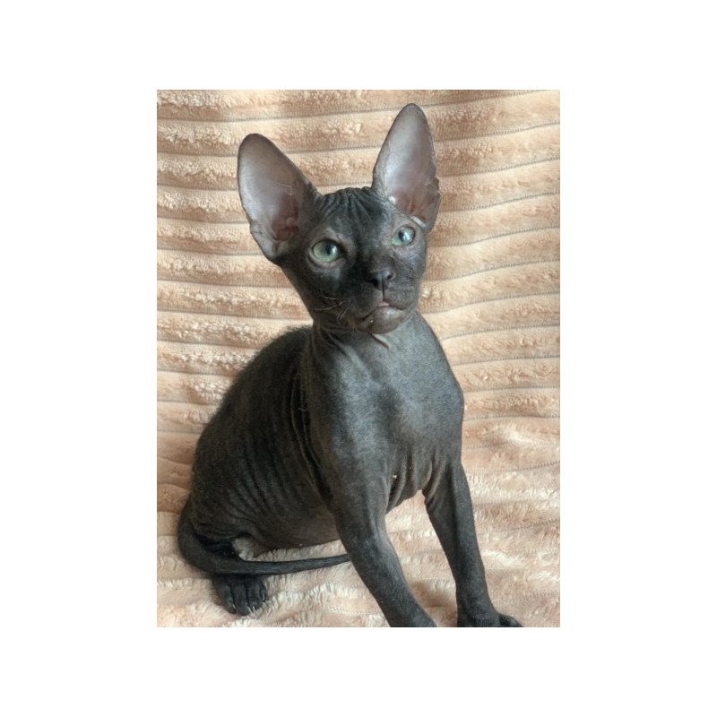 Sphynx Alva Morticia Adams