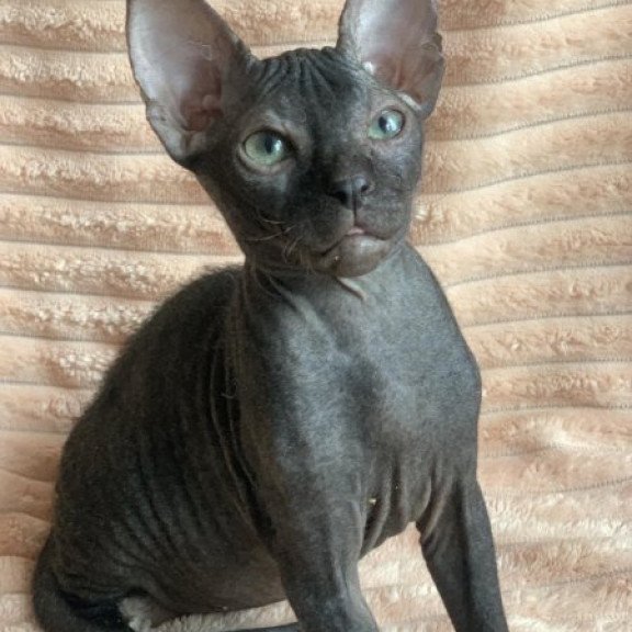 Sphynx Alva Morticia Adams