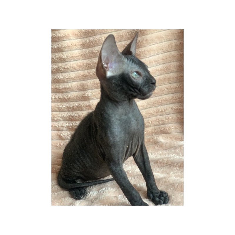 Sphynx Alva Morticia Adams