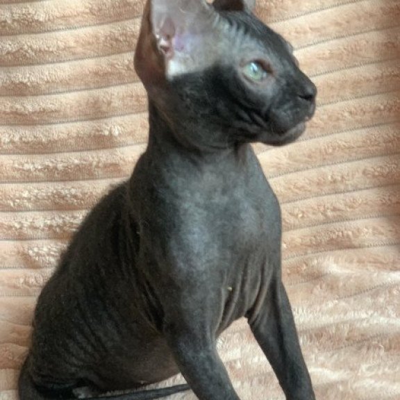 Sphynx Alva Morticia Adams