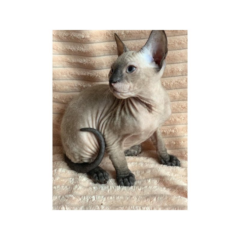 Sphynx Alva Monique