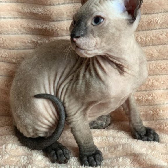 Sphynx Alva Monique