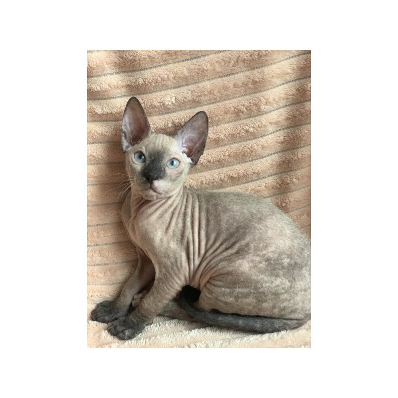 Sphynx Alva Monique