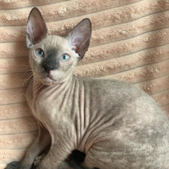 Sphynx Alva Monique