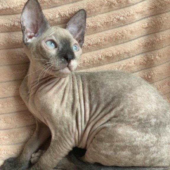 Sphynx Alva Monique