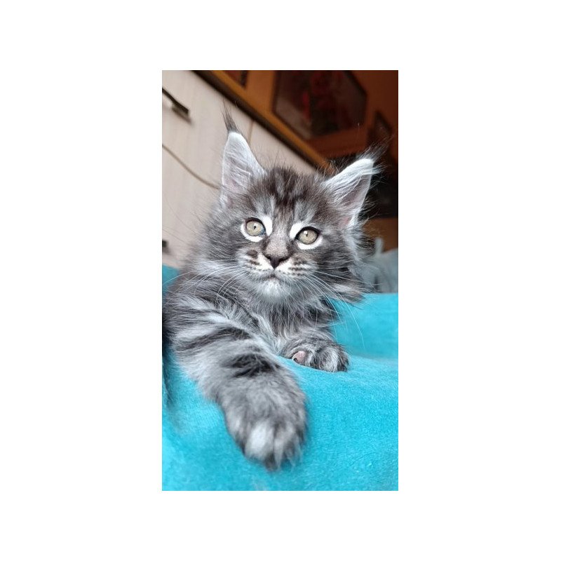 Maine Coon Alva Nord