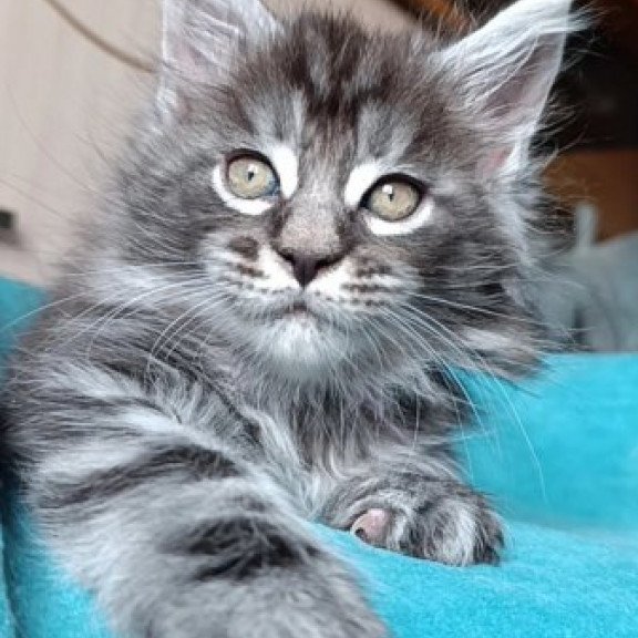 Maine Coon Alva Nord