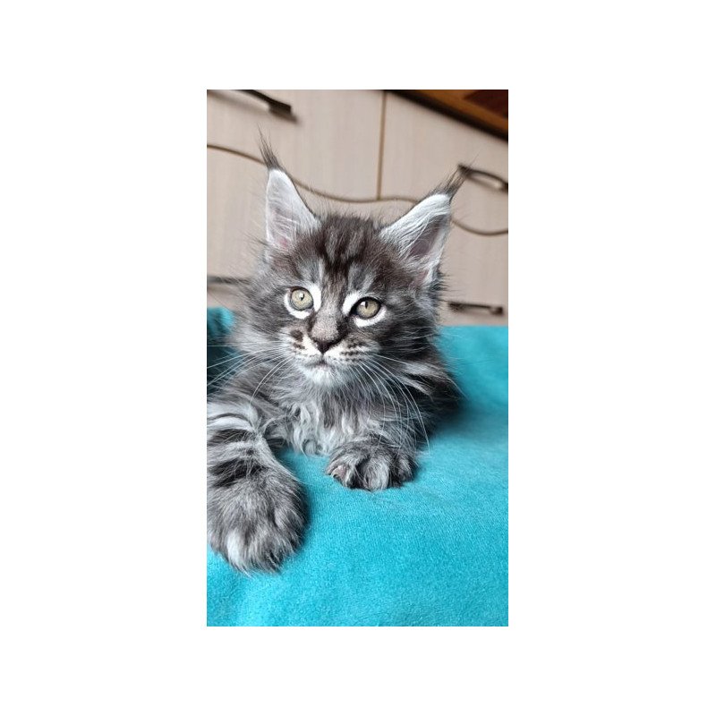 Maine Coon Alva Nord