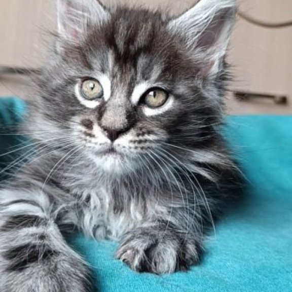 Maine Coon Alva Nord