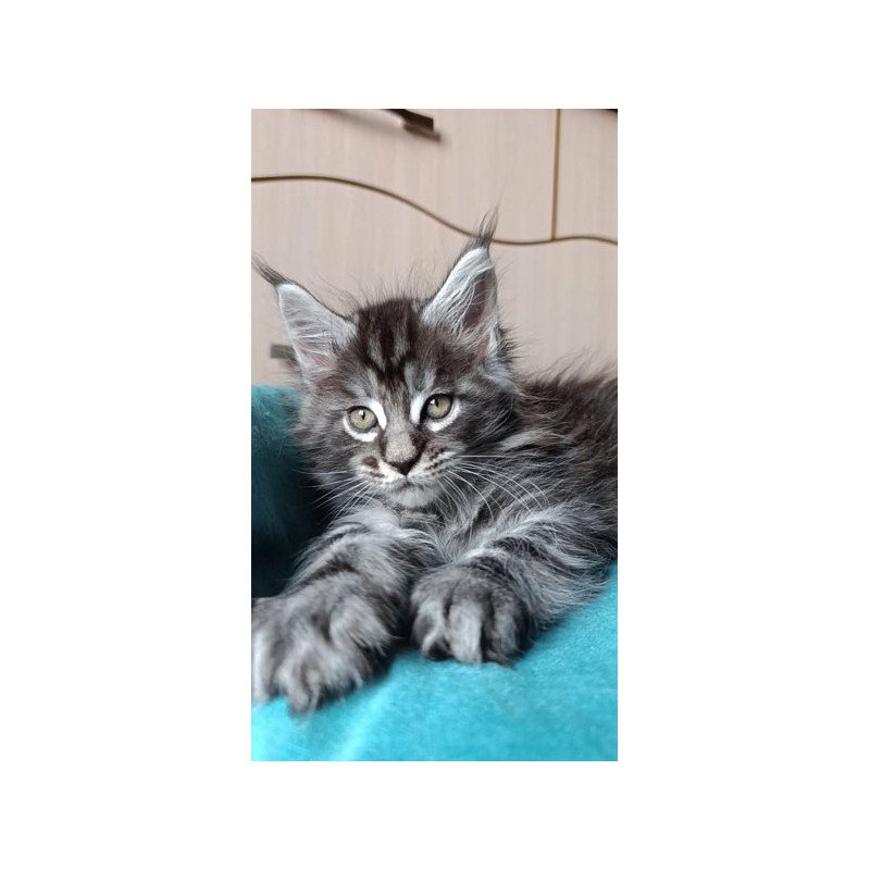 Maine Coon Alva Nord