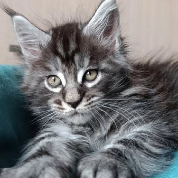 Maine Coon Alva Nord