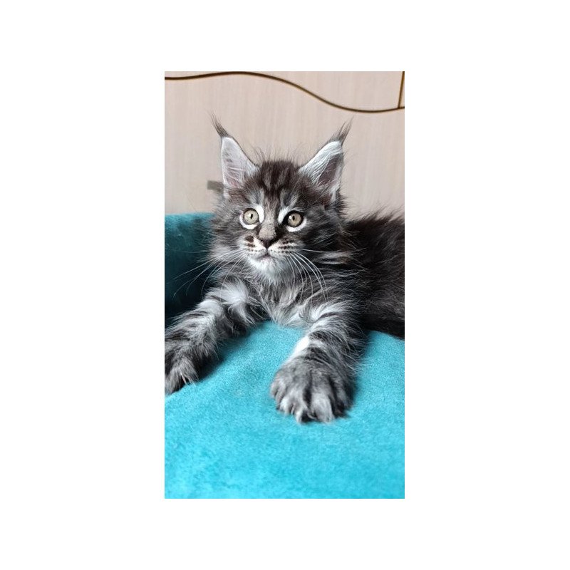 Maine Coon Alva Nord