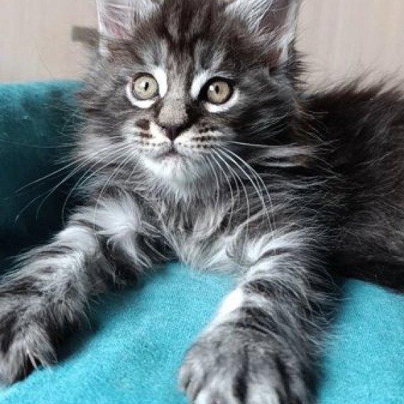 Maine Coon Alva Nord