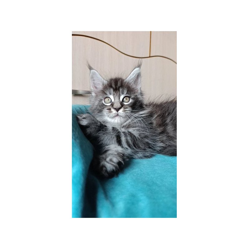 Maine Coon Alva Nord