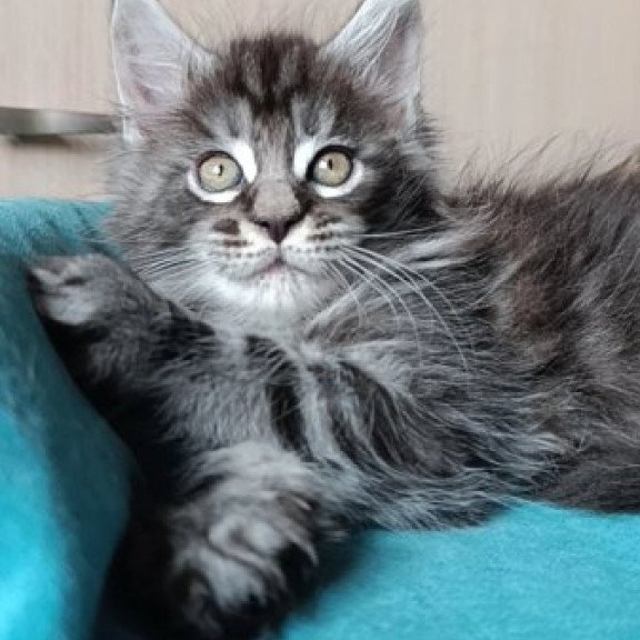 Maine Coon Alva Nord