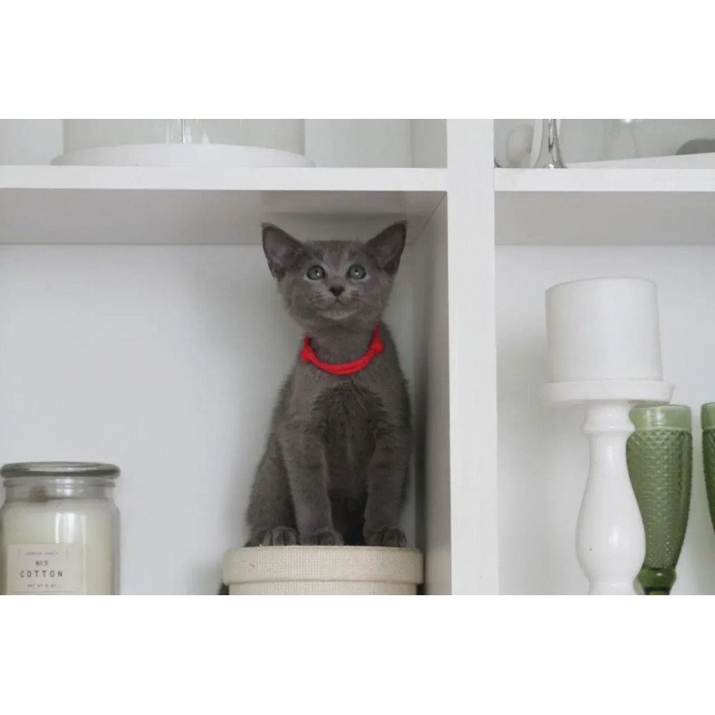Russian Blue 3.5