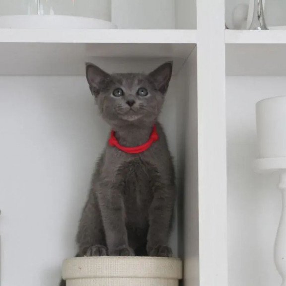 Russian Blue 3.5