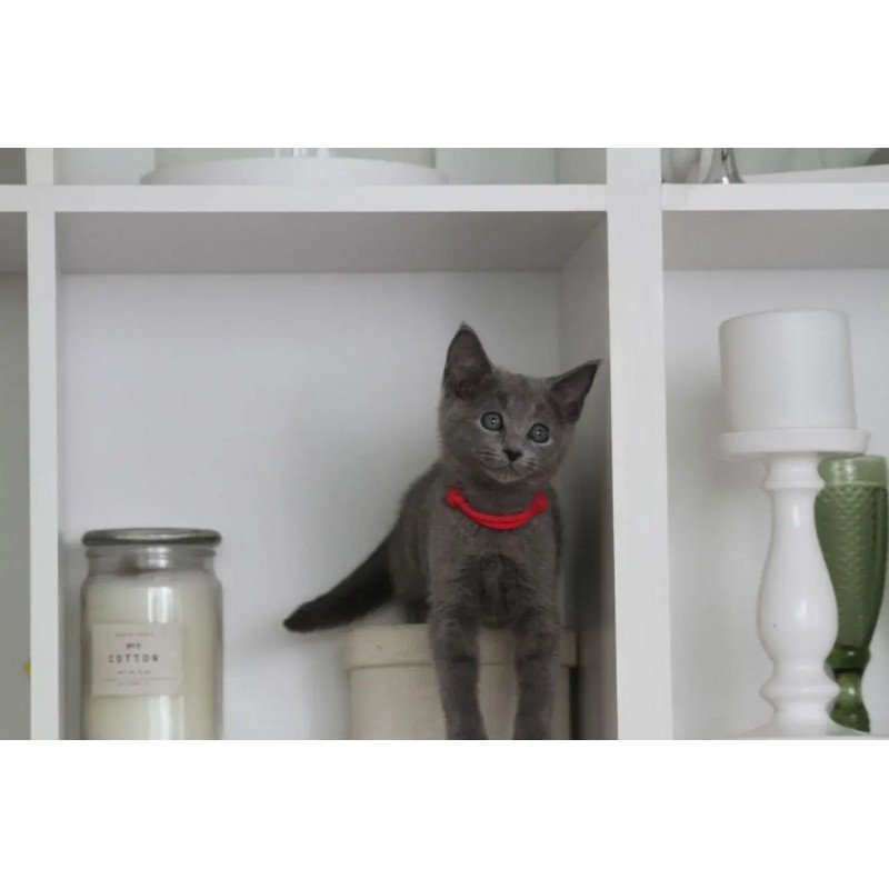 Russian Blue 3.5
