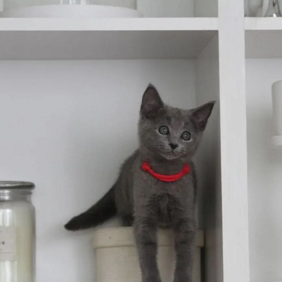Russian Blue 3.5