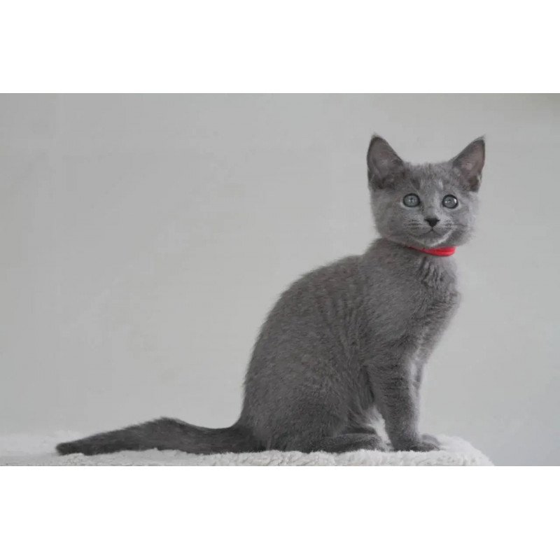 Russian Blue 3.5