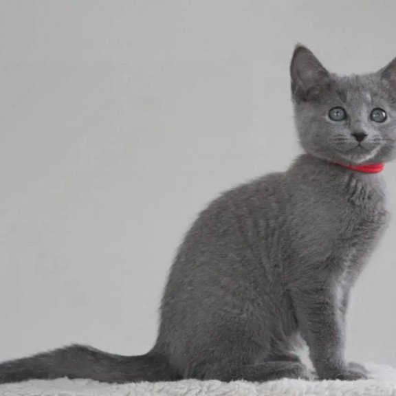Russian Blue 3.5