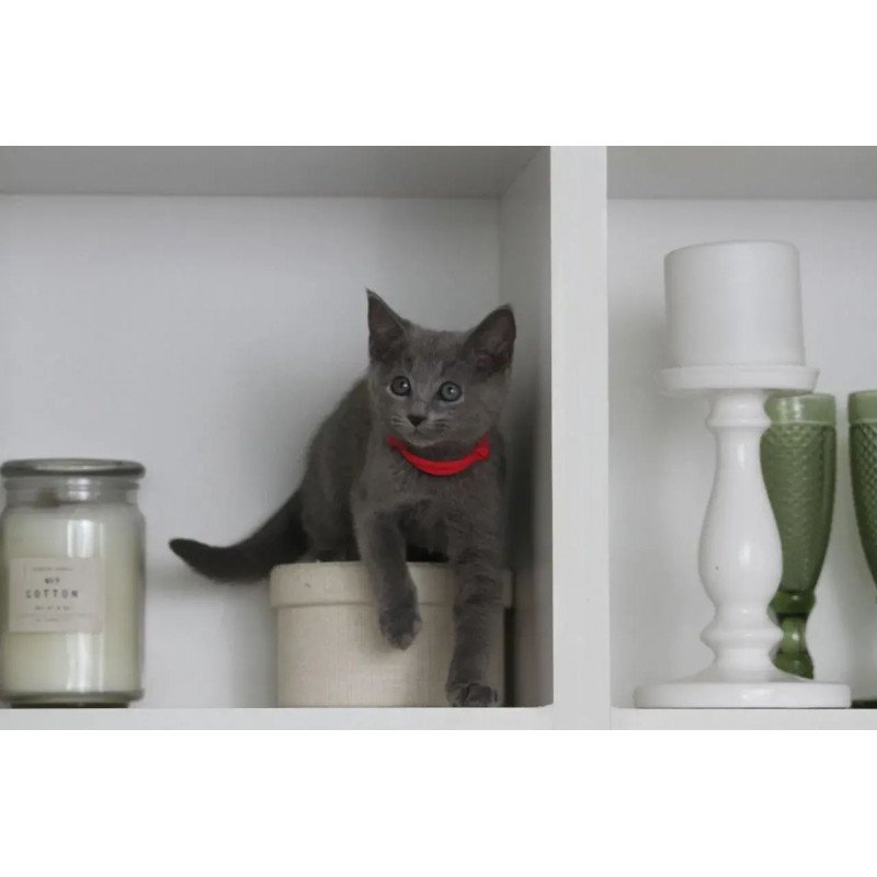 Russian Blue 3.5