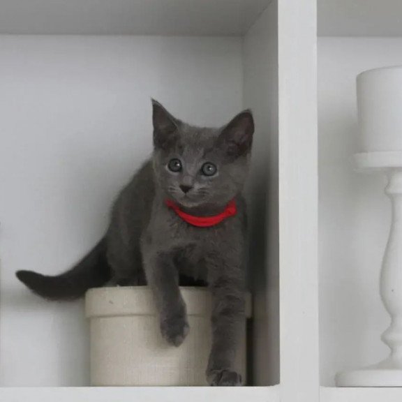 Russian Blue 3.5