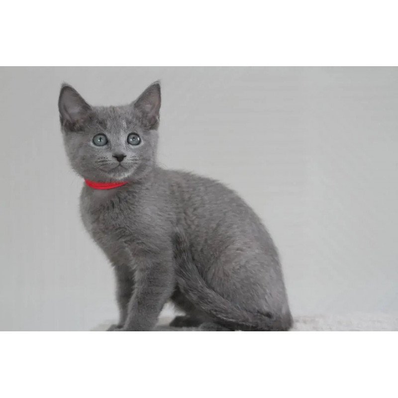 Russian Blue 3.5