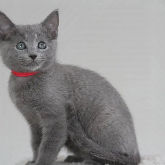 Russian Blue 3.5