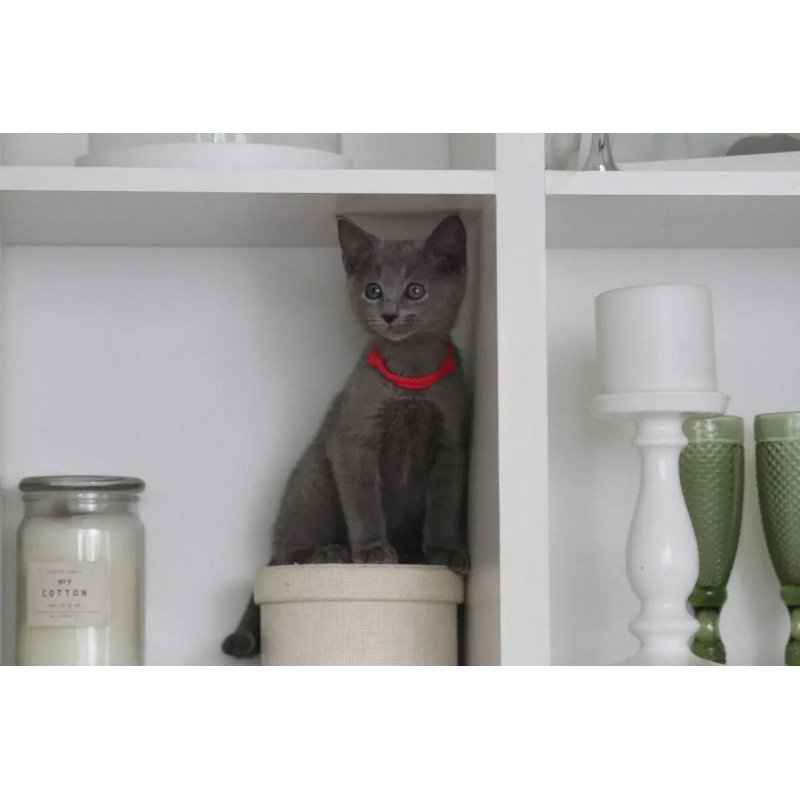 Russian Blue 3.5