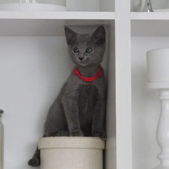 Russian Blue 3.5