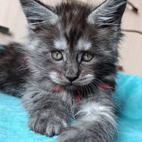 Maine Coon Alva Neo