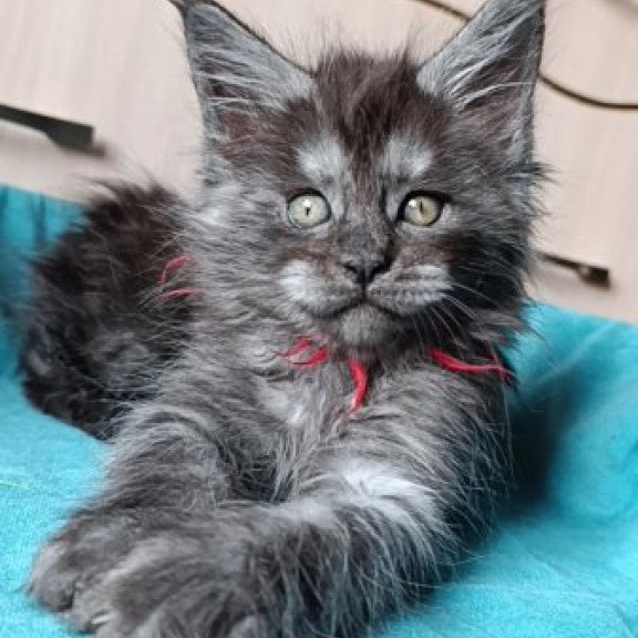 Maine Coon Alva Neo
