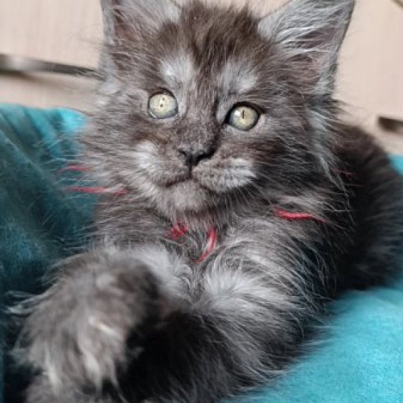 Maine Coon Alva Neo