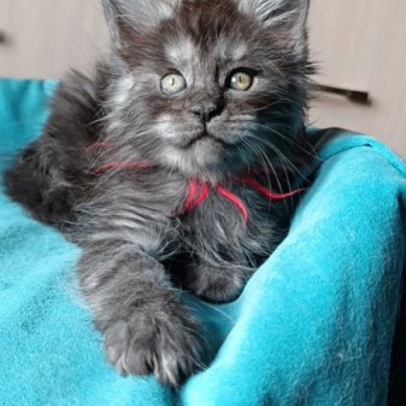 Maine Coon Alva Neo