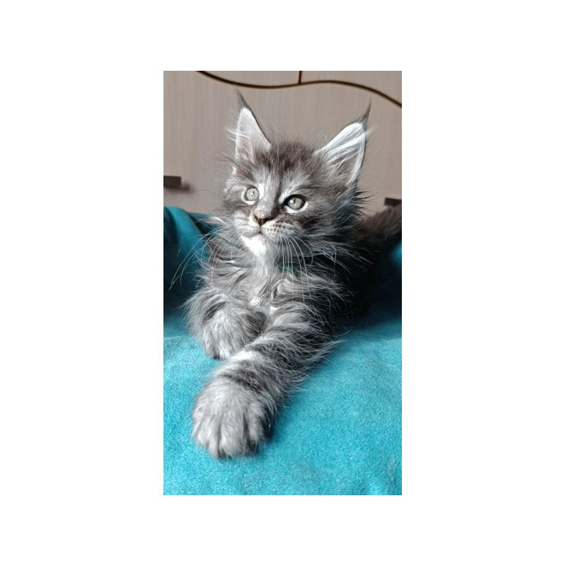 Maine Coon Alva Nensi