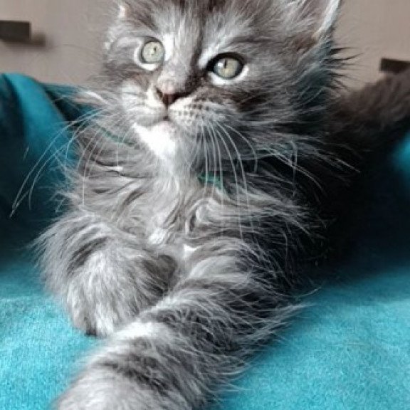 Maine Coon Alva Nensi