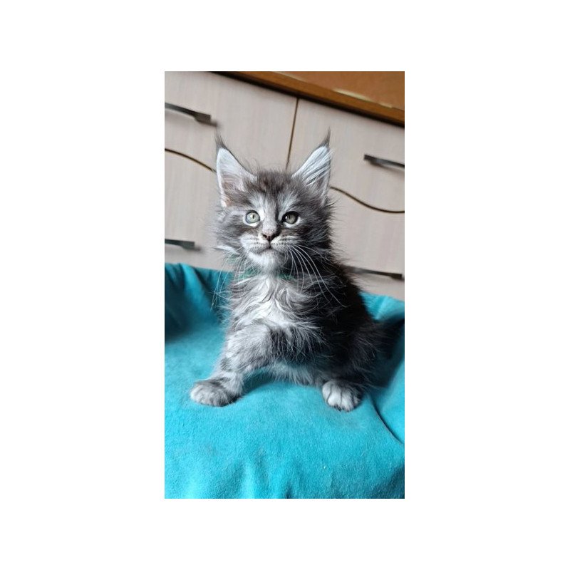 Maine Coon Alva Nensi