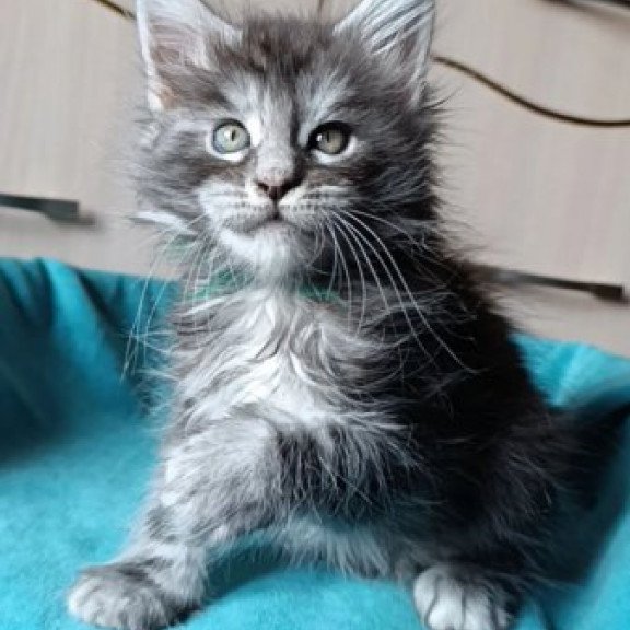 Maine Coon Alva Nensi