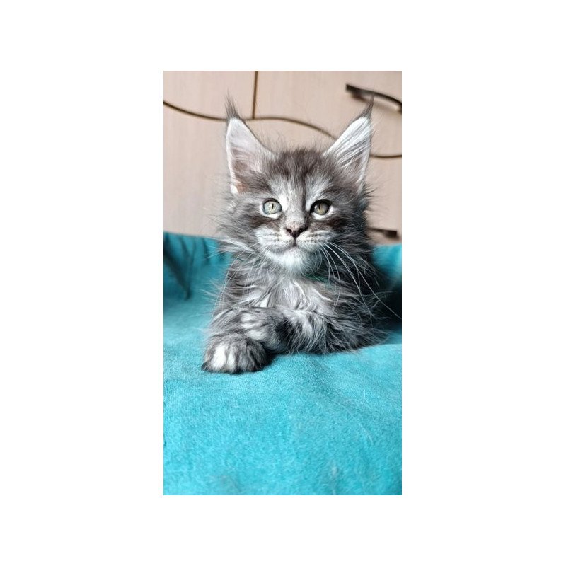 Maine Coon Alva Nensi