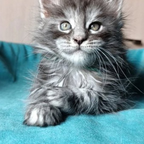 Maine Coon Alva Nensi