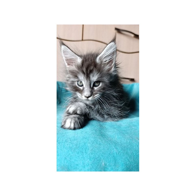 Maine Coon Alva Nensi