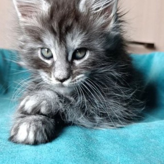 Maine Coon Alva Nensi